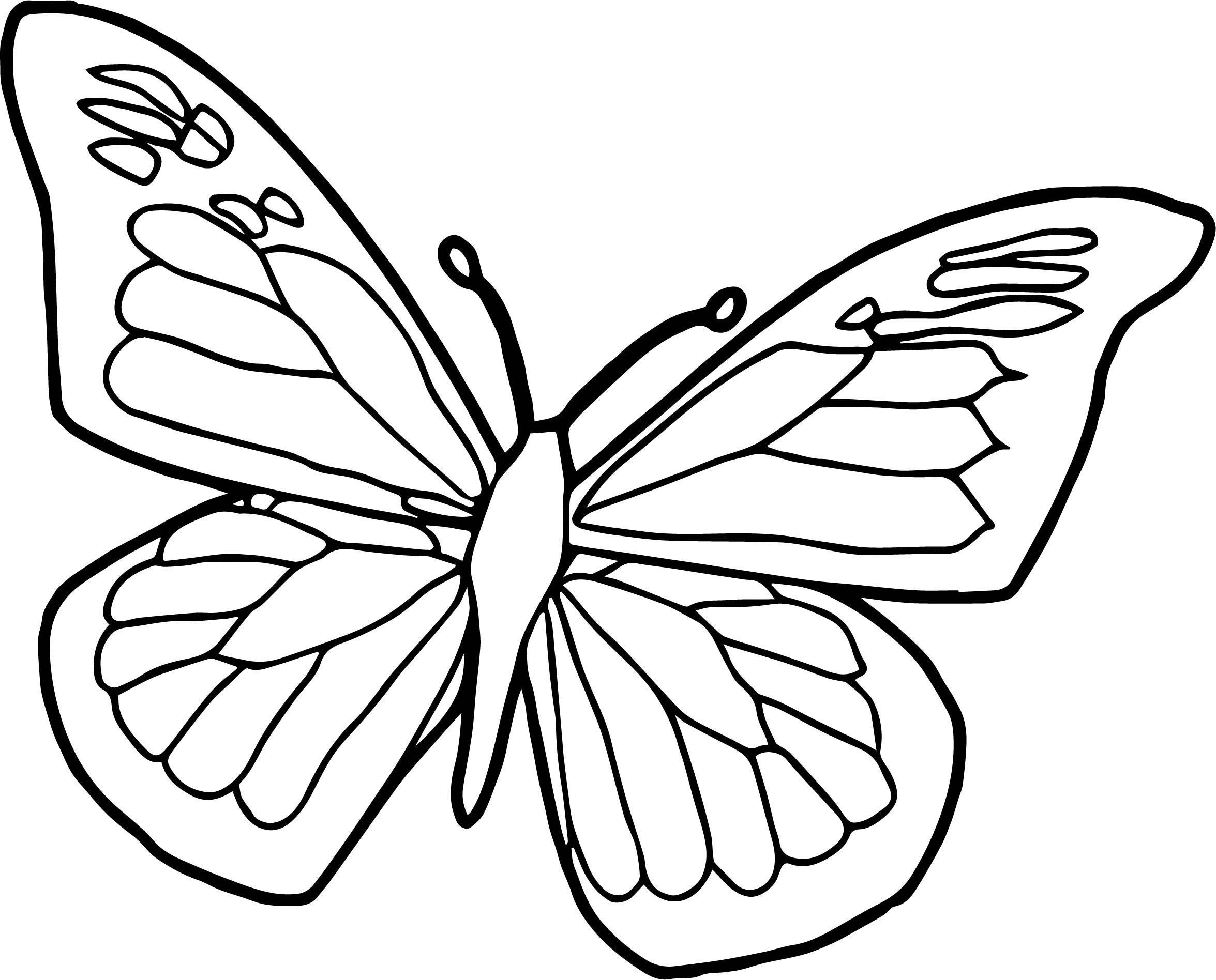 Moth Coloring Page Simpleutterflylank Free Print Printable – Slavyanka