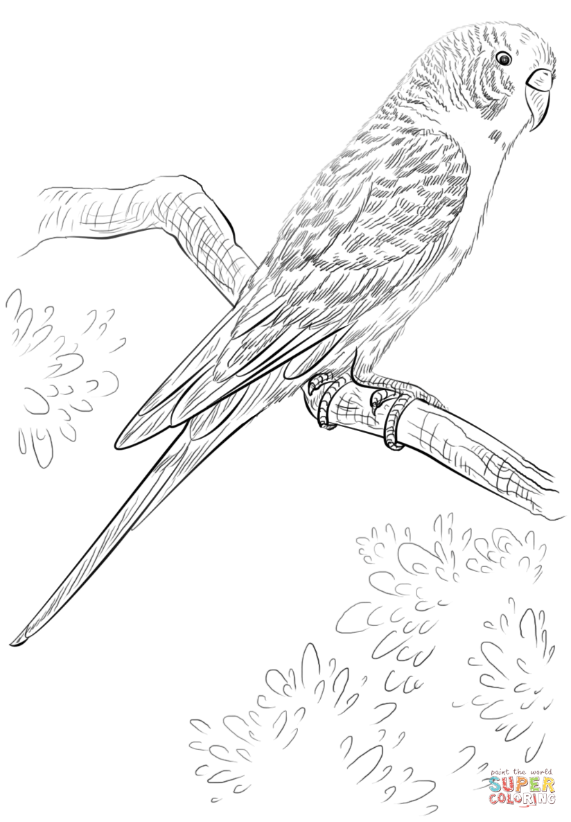 Budgie parrot coloring page | Free Printable Coloring Pages