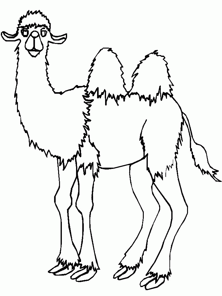 Camel Coloring Pages