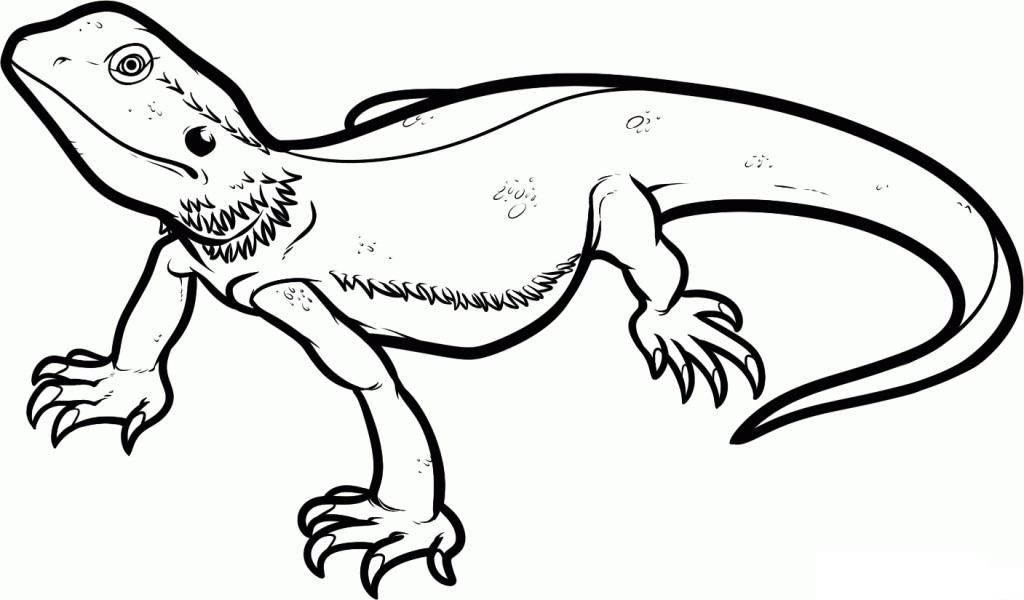 Bearded Dragon Coloring Pages Home Funny