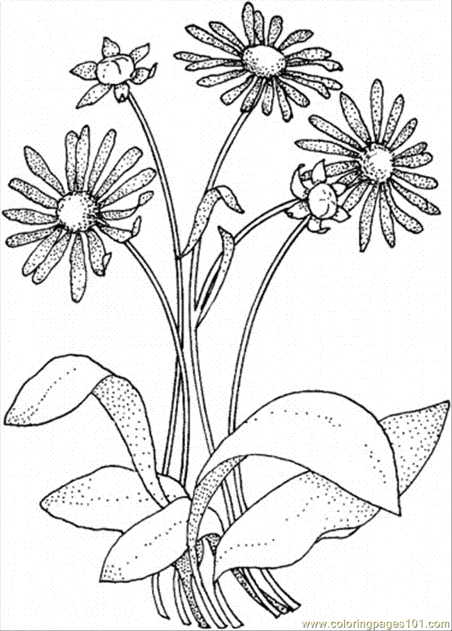 Coloring Pages Daisy 8 (Natural World > Flowers) - free printable 