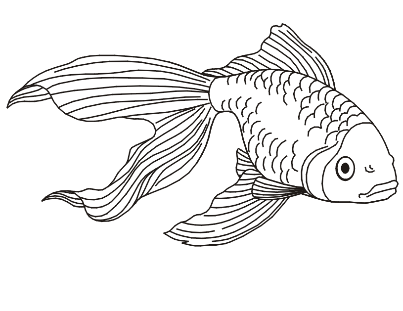 Betta Fish Coloring Page - Coloring Home