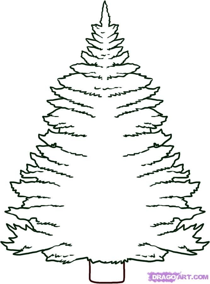 eastern white pine tree Colouring Pages (page 3)