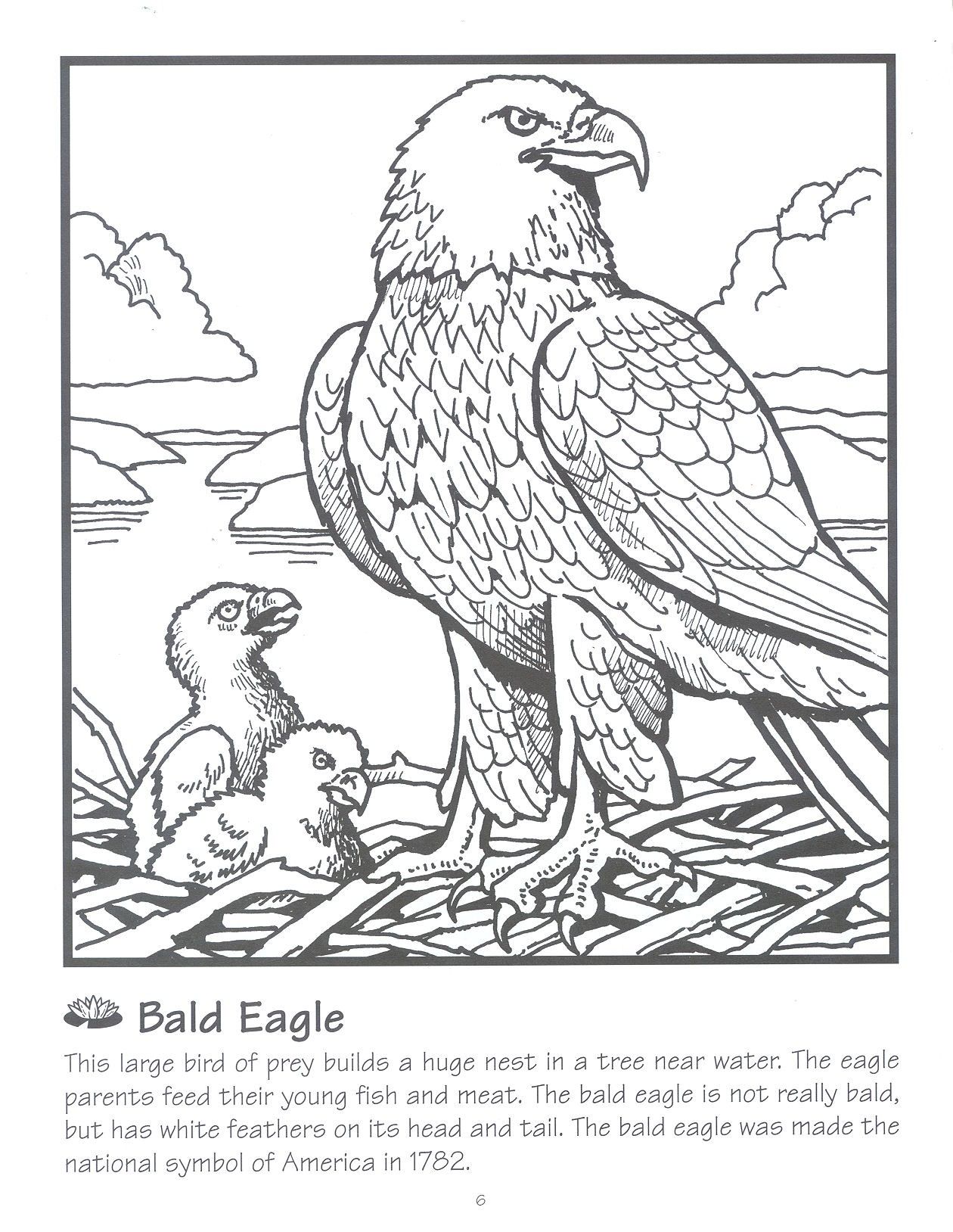 Nest Coloring Page - Coloring Home