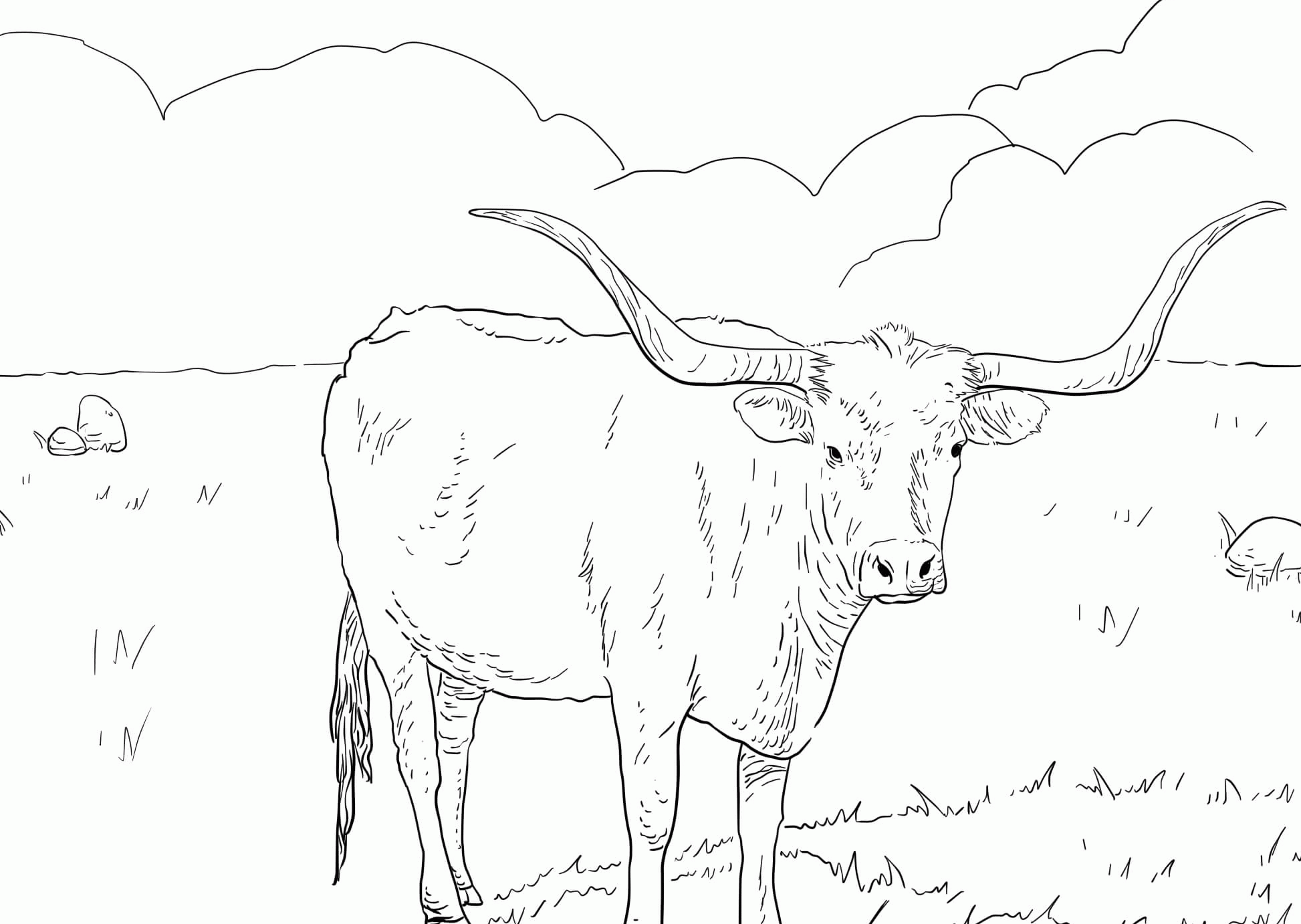 Texas Longhorn Cattle Page Coloring Pages
