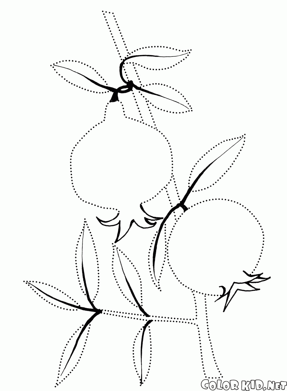 Coloring page - Pomegranate branch
