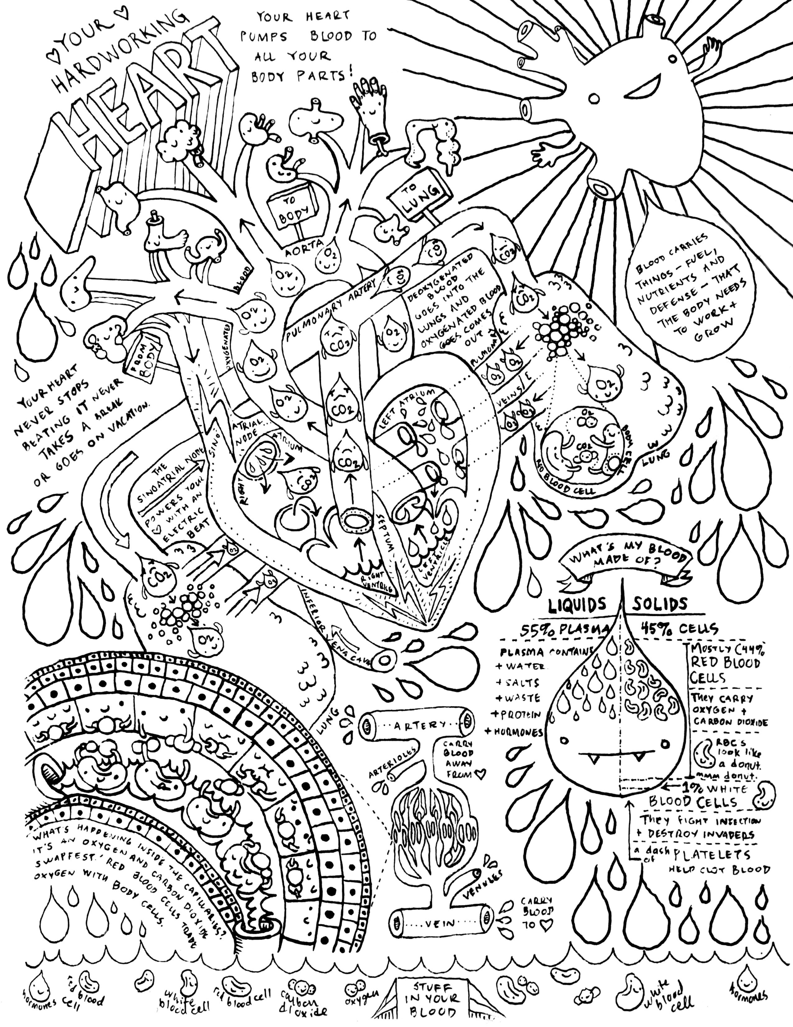 Heart + Circulatory System Coloring Page | I Heart Guts
