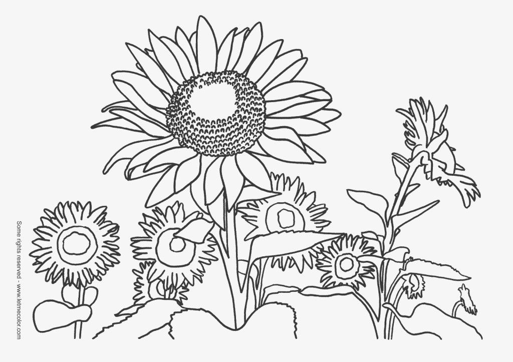 sunflower coloring pages : Printable Coloring Sheet ~ Anbu 