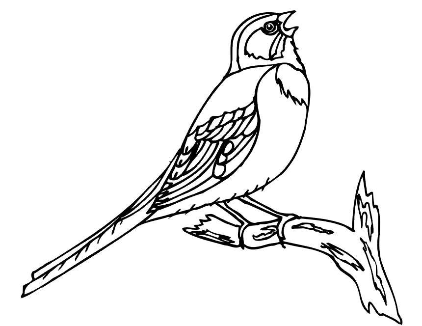 coloring > birds coloring > BIRD COLORING PAGES ,1,BIRDS COLORING 