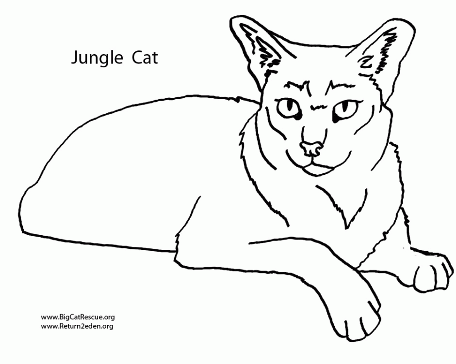 Wild Cat Coloring Pages - Coloring Home