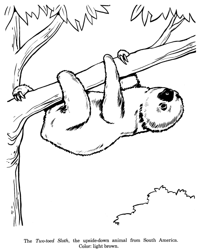 Sloth Coloring Page - Coloring Home