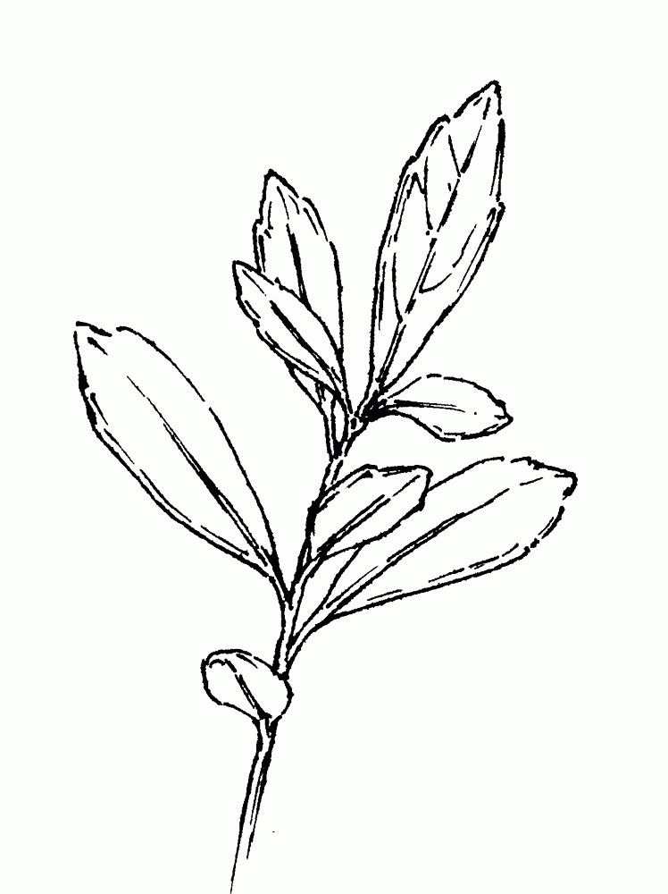 Ilex glabra (evergreen winterberry, inkberry): Go Botany
