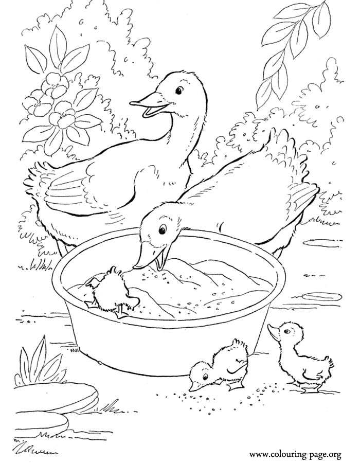 Dogs and Puppies - Couple of ducks and his ducklings coloring page