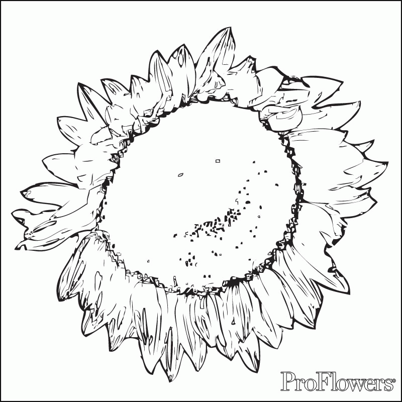 Sunflower Pictures To Color