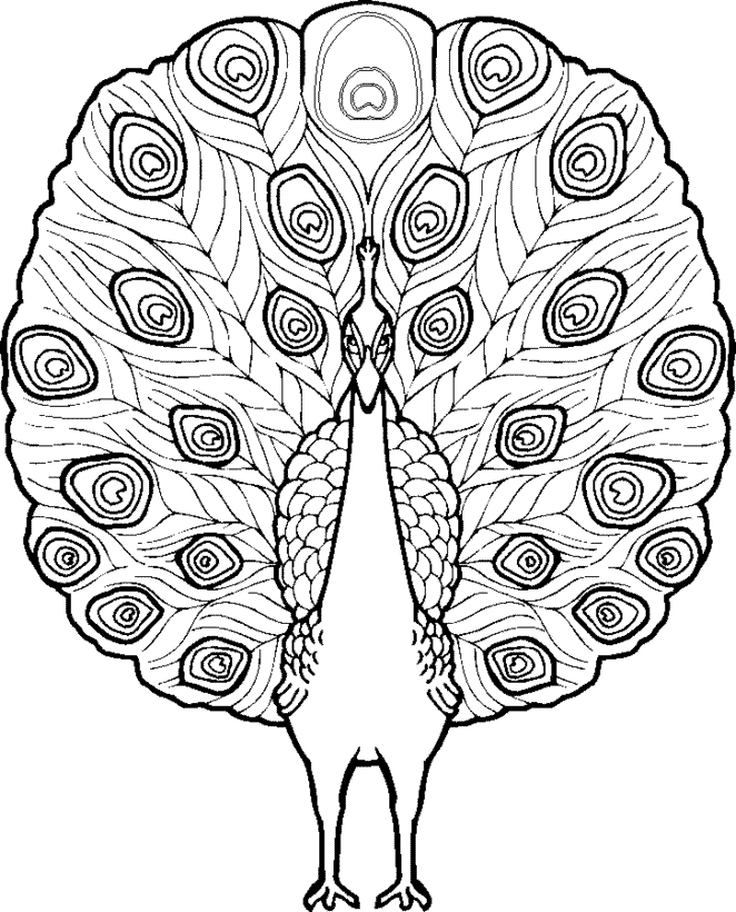 Peacock Coloring Pages for Kids- Printable Coloring Book