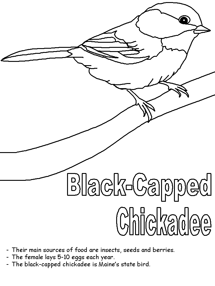 Bird Coloring Pages massachusetts state bird and flower coloring 