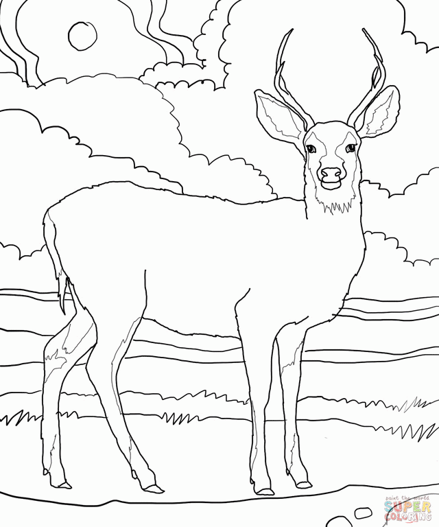 White Tailed Deer Coloring Page Home Pages