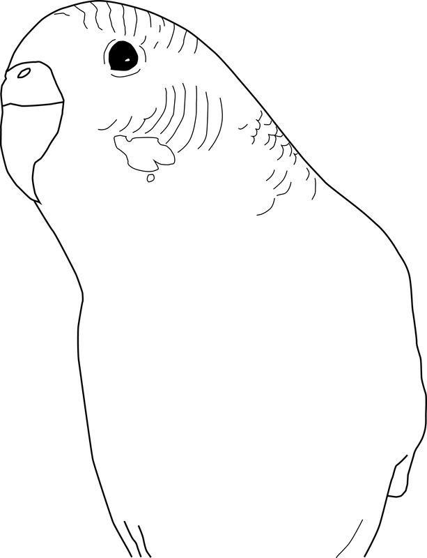 budgie in pges Colouring Pages (page 2)