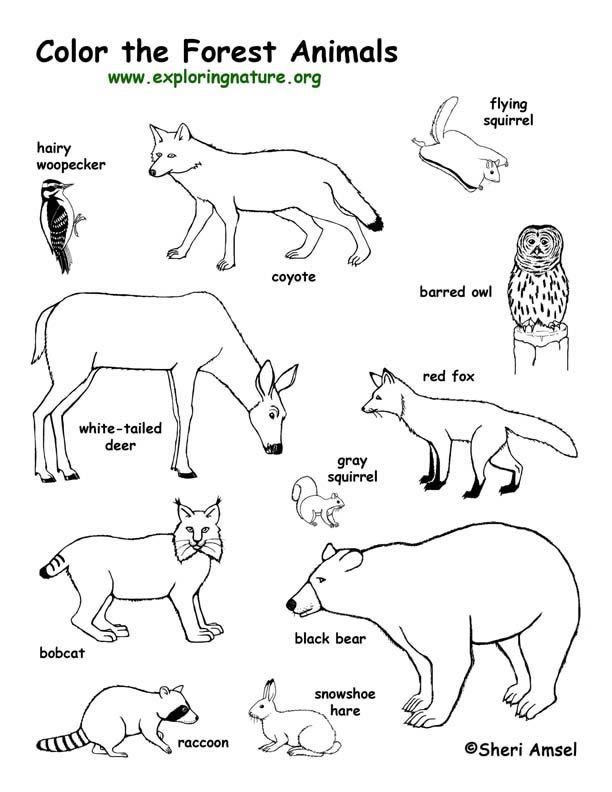 Woodland Animals Coloring Pages Coloring Home