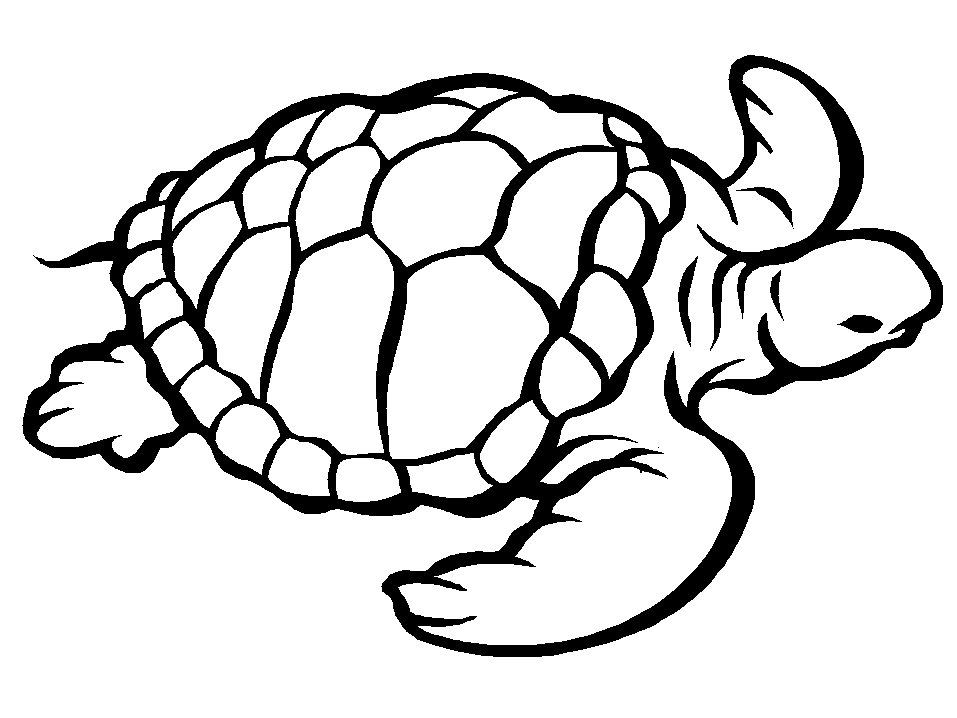 Baby Turtle Coloring Pages Coloring Home