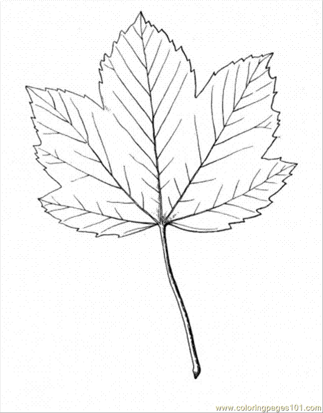 Sugar Maple Coloring Page Coloring Home