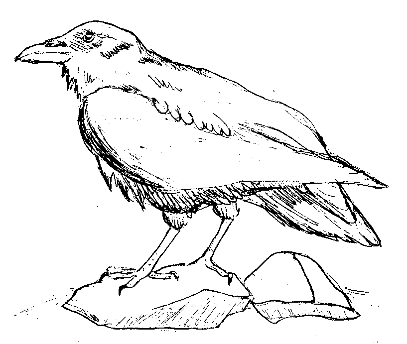 Ravens Coloring Pages - Coloring Home