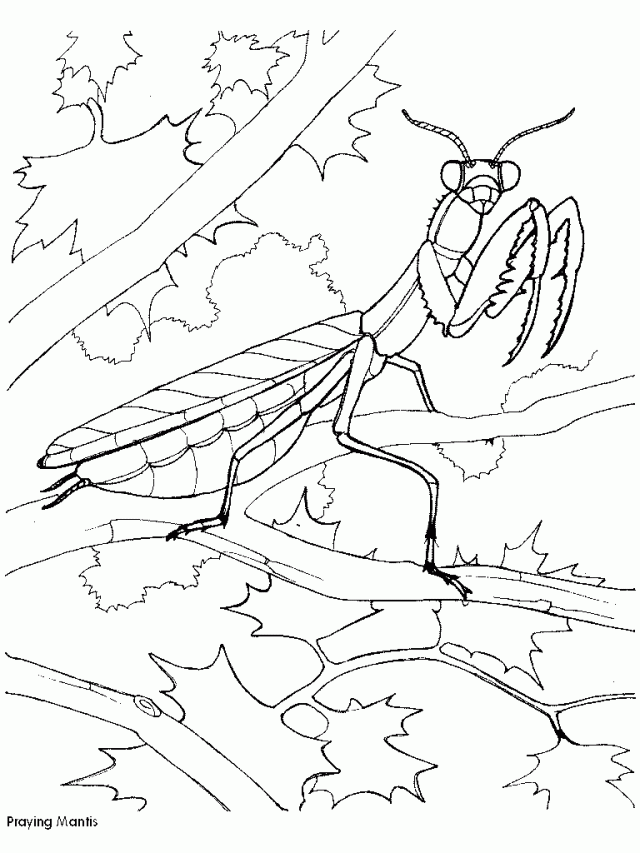 mantis coloring pages - photo #11