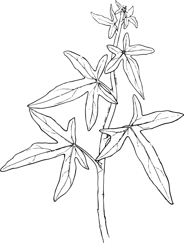 Leaves Coloring Pages | ColoringMates.