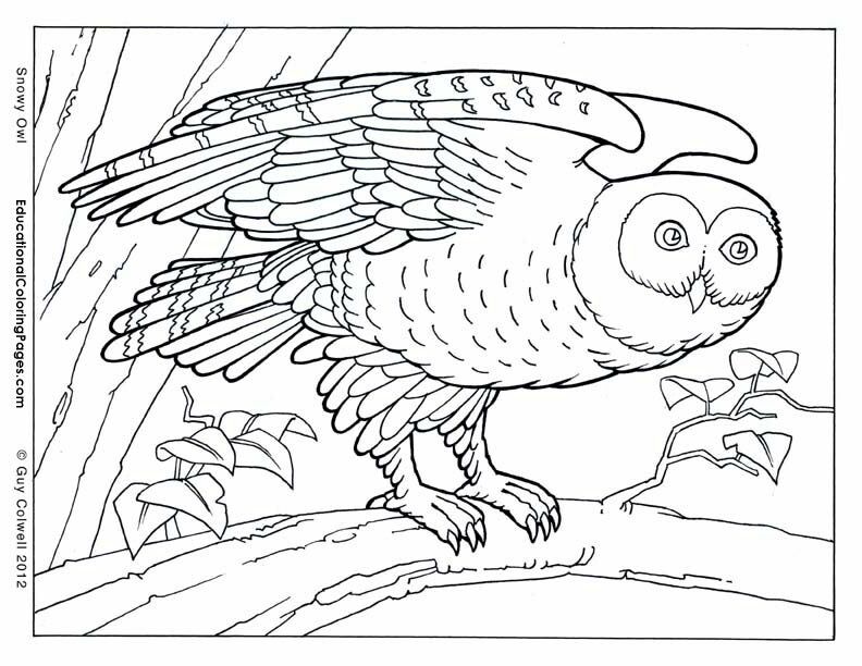 Realistic Animal Coloring Pages - Coloring Home