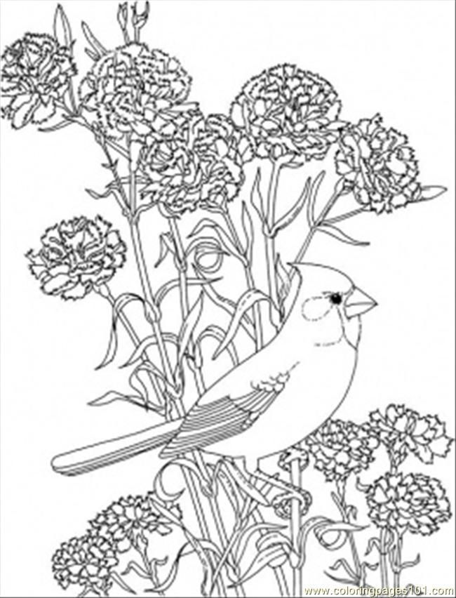 Coloring Pages Red Carnation And Cardinal Of Ohio (Countries > USA 