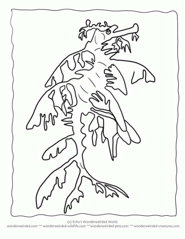 Realistic Seahorse Coloring Page Images & Pictures - Becuo