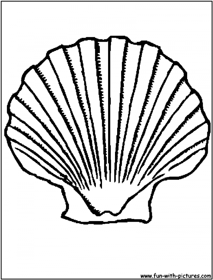 Shells Coloring Pages