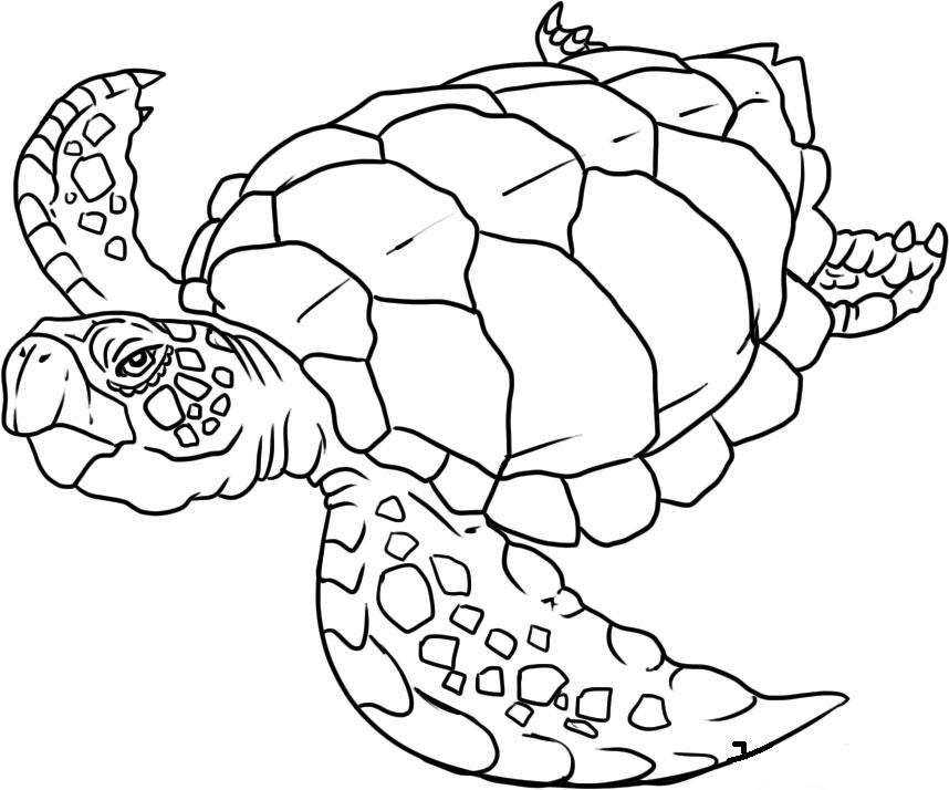 sea creature drift cars Colouring Pages