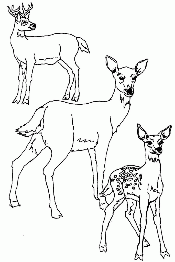 Latest White Tailed Deer Coloring Page - deColoring