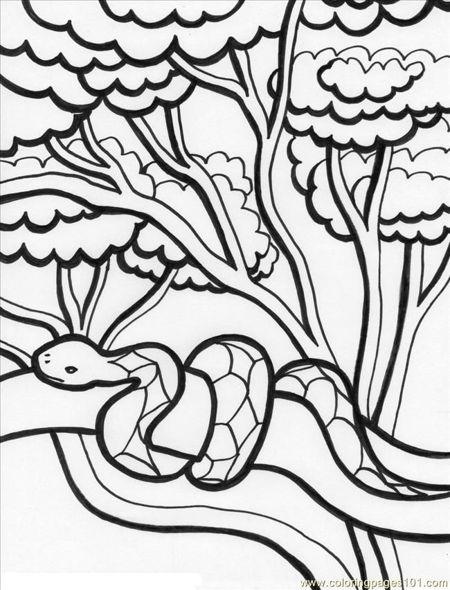 Coloring Pages Rainforest%2b2 (Natural World > Forest) - free 