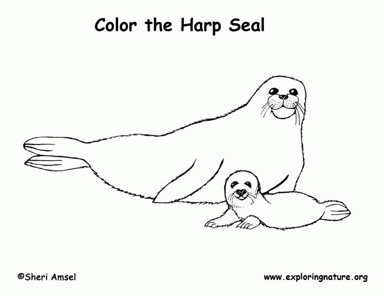 Seal (Harp) Coloring Page -- Exploring Nature Educational Resource