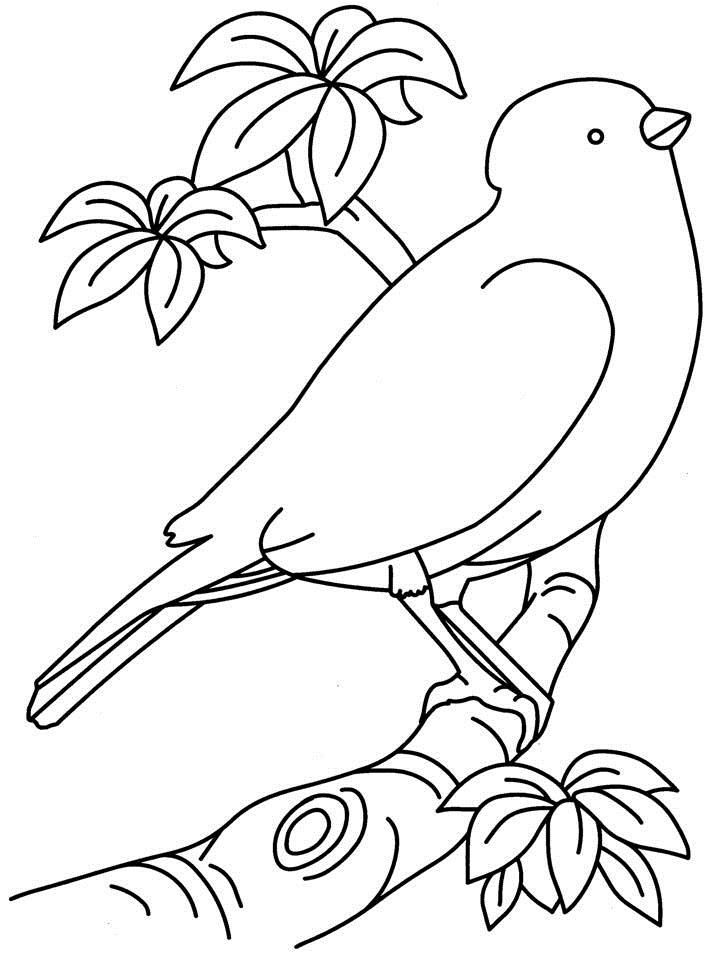 Bird Coloring Pages For Preschoolers - Coloring Home