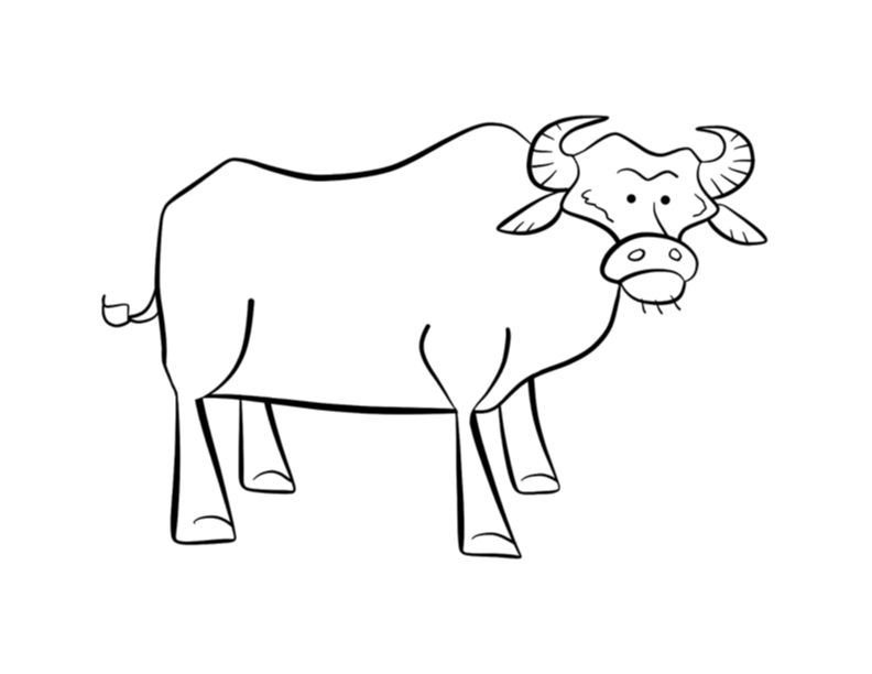 Buffalo coloring page | ColorDad