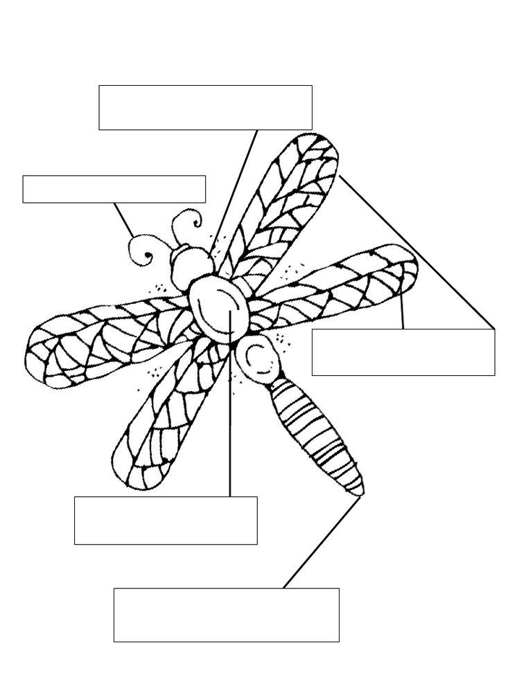 Insect labels | kindergarten-caterpillars and butterflies