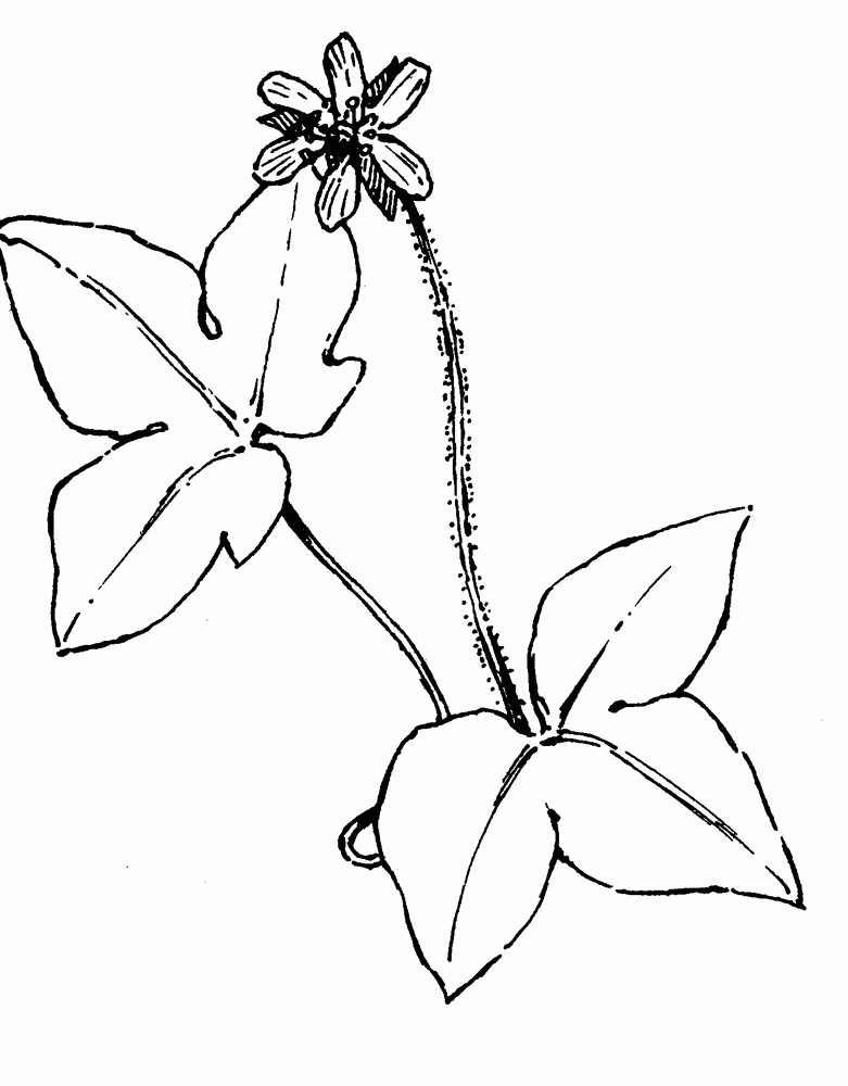 Anemone acutiloba (sharp-lobed hepatica): Go Botany