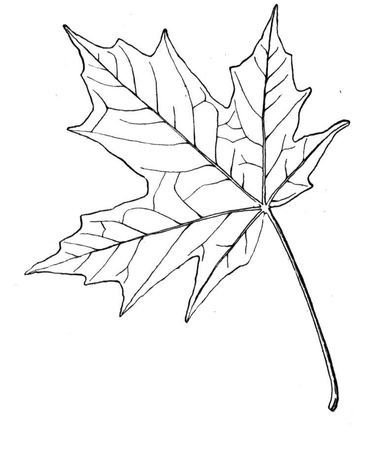 750 Unicorn Maple Leaf Coloring Page for Adult