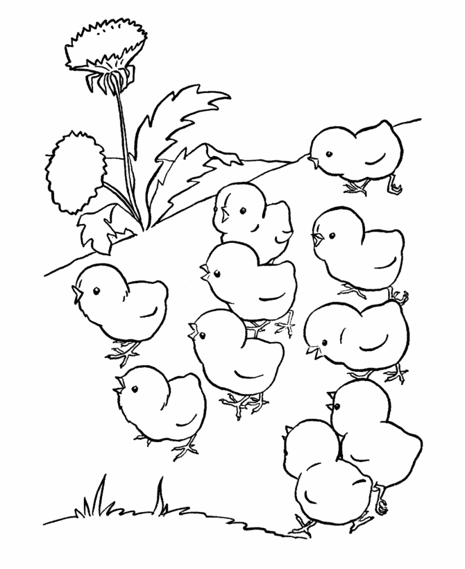 barbarbie baby chick Colouring Pages