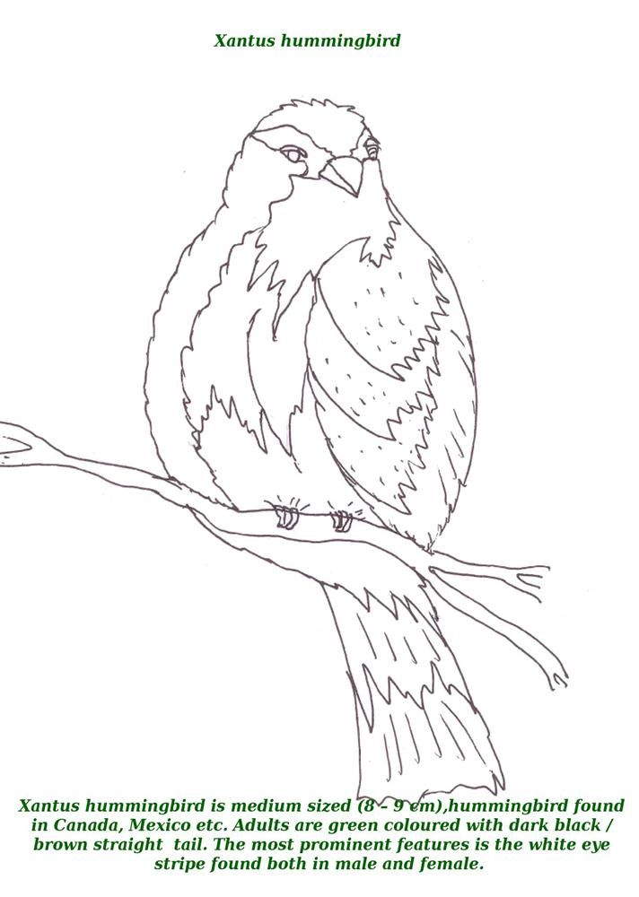 Birds printable coloring page for kids 20: Birds printable 