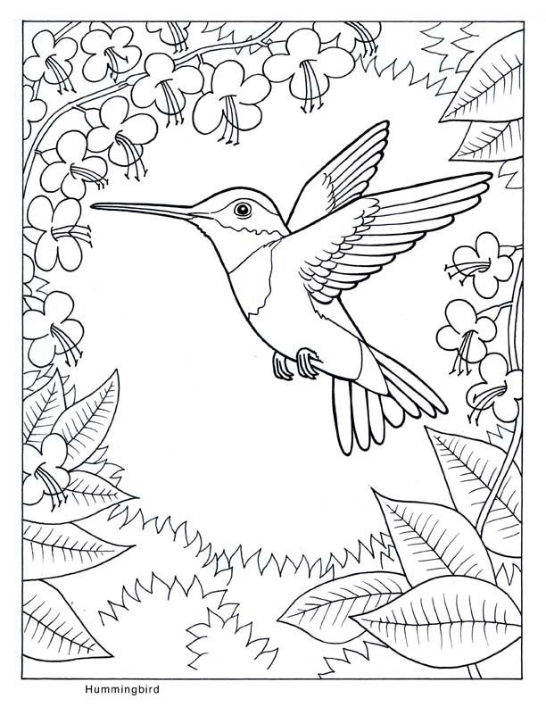 Hummingbird Coloring Pages To Print