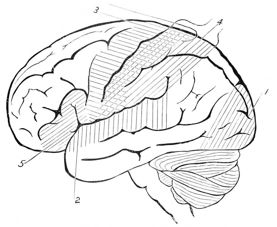 Human Brain Coloring Pages Coloring Pages Amp Pictures IMAGIXS 