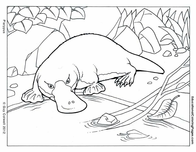 Platypus Pictures Coloring - Kids Colouring Pages