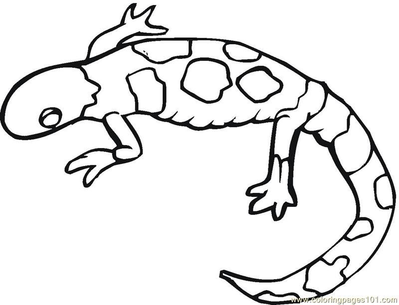 Gecko Coloring Pages Coloring Home