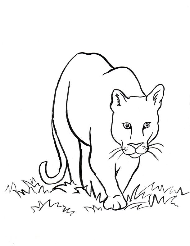 Sea Lion Coloring Page - Coloring Home