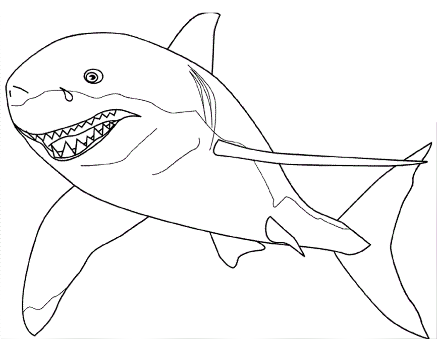printable-pictures-of-sharks-coloring-home
