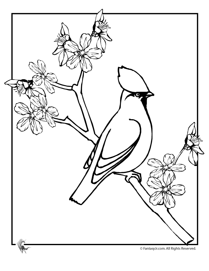 Cherry Blossom Coloring Sheet - Coloring Pages for Kids and for Adults